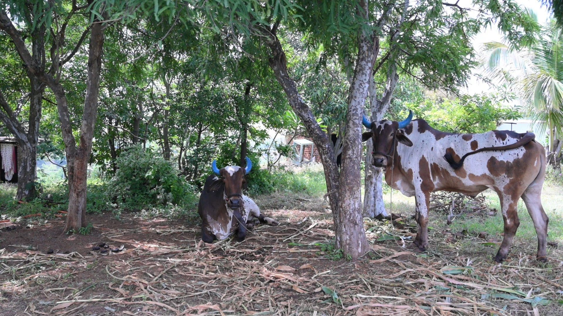 झाडांखाली आश्रमाच्या गाई