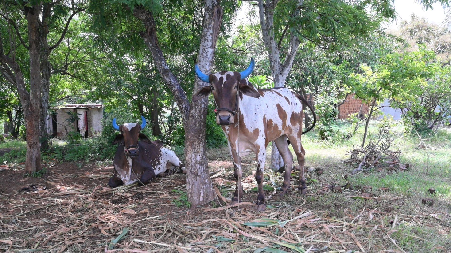 गोसेवा