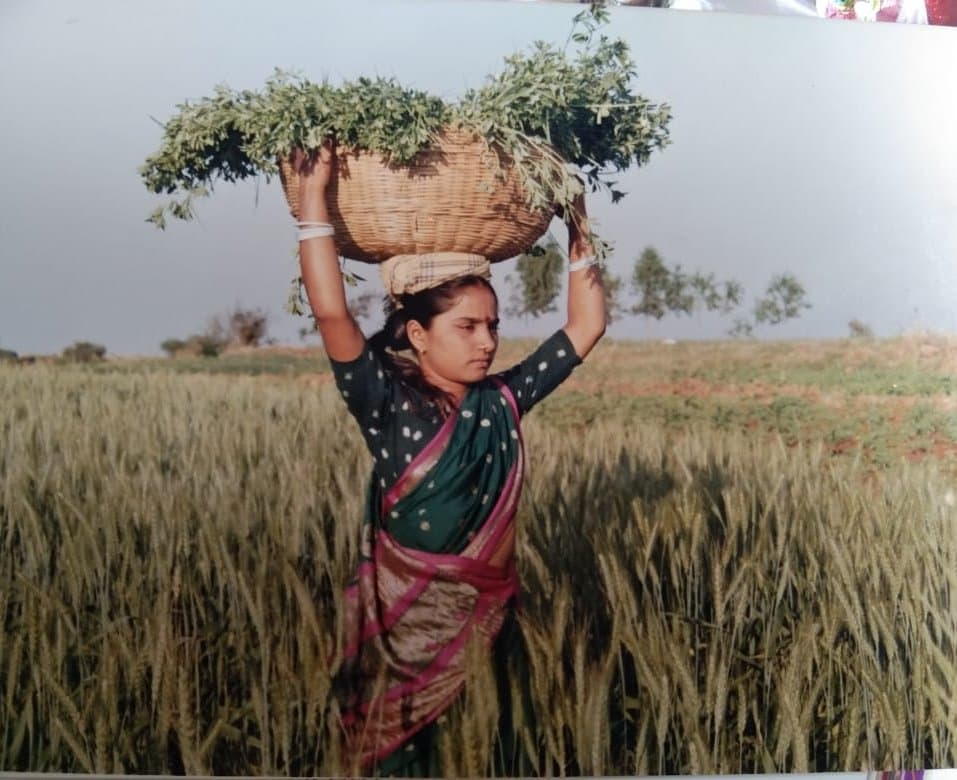 गव्हाच्या शेतात डोक्यावर चाऱ्याची टोपली घेतलेली महिला